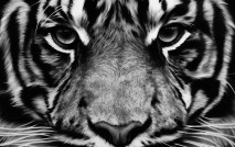 Untitled (Tiger)