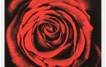 Untitled (Rose)