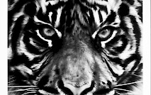 Untitled (Tiger Head 2)